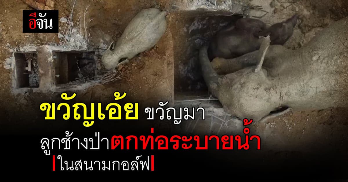 ขสป.เขาสอยดาว ช่วยลูกช้างป่าตกท่อระบายน้ำลึก 2 เมตร