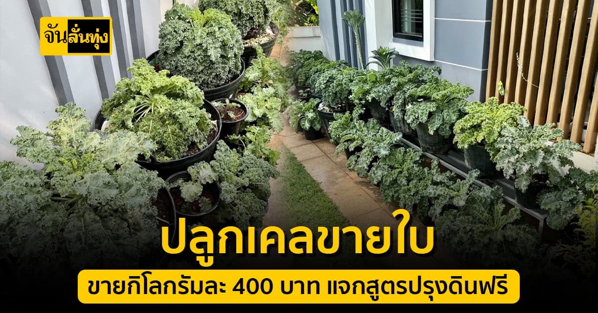 ปลูกเคลขายใบ กิโลกรัมละ 400 บาท ใคร ๆ ก็ทำได้