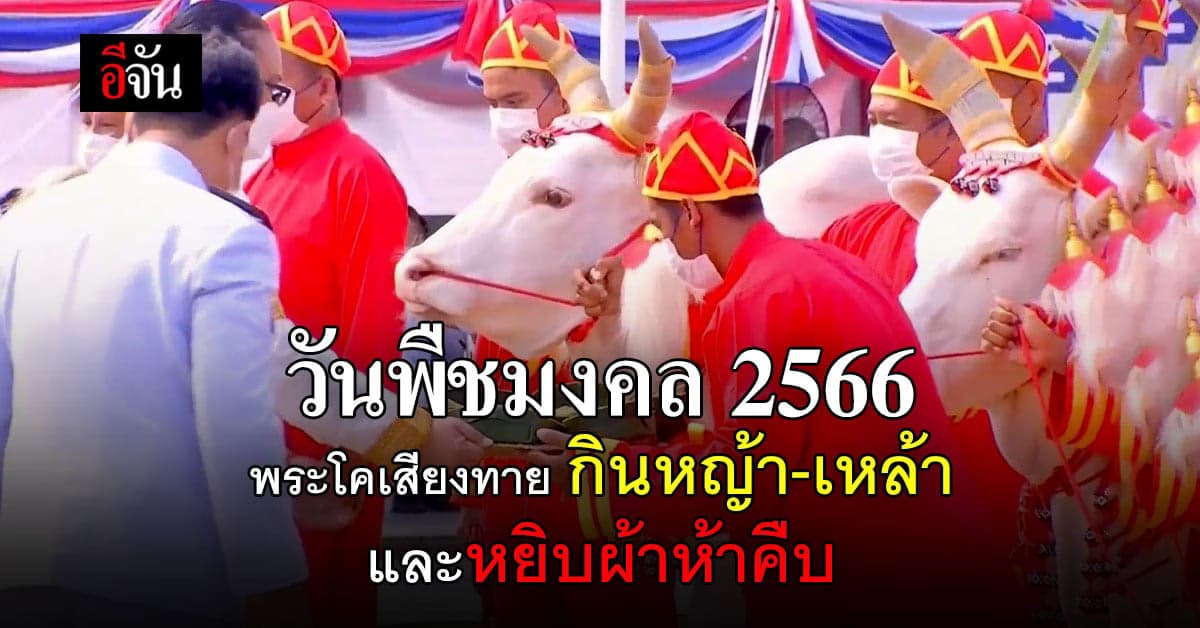 วันพืชมงคล 2566 พระโคเสี่ยงทาย กินหญ้า-เหล้า และหยิบผ้าห้าคืบ