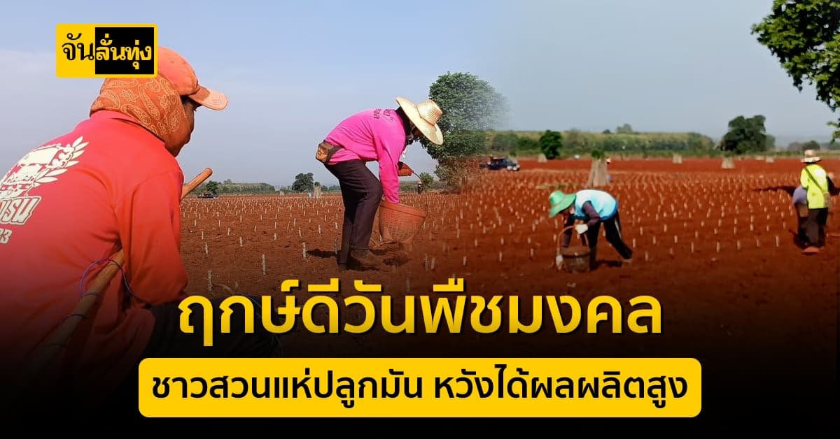 ฤกษ์ดี วันพืชมงคล เกษตรกร แห่ปลูกมันสำปะหลัง หวังได้ผลผลิตสูง