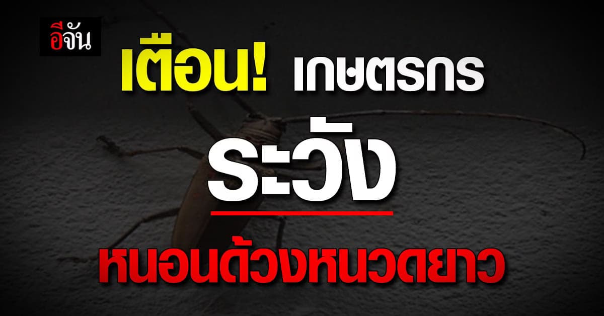 เตือน! เกษตรกรผู้ปลูกทุเรียน เตรียมรับมือ หนอนด้วงหนวดยาว