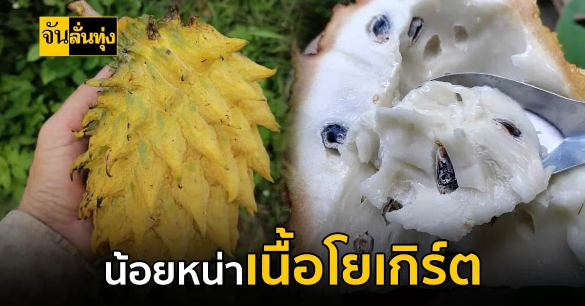 น้อยหน่าเนื้อโยเกิร์ตของดีที่ต้องลองแถมขายได้ราคาดีอีกด้วย