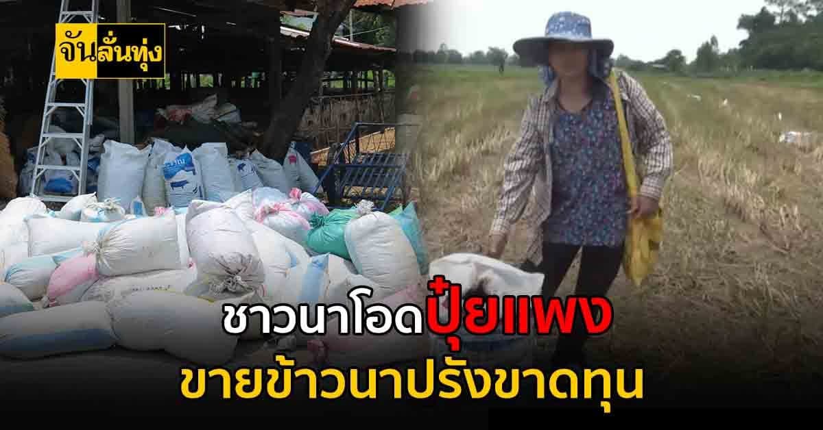 กาฬสินธุ์ ชาวนาโอด ปุ๋ยแพง ขายข้าวนาปรังขาดทุน หันใช้ปุ๋ยคอกทำนาปี