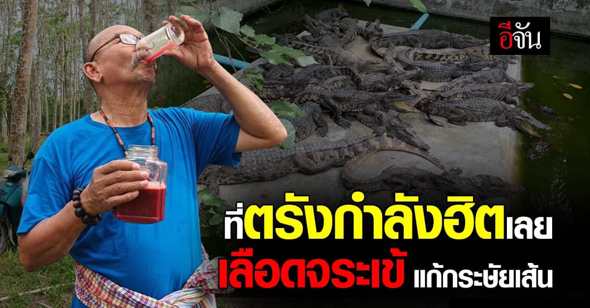 ชาวบ้าน เมืองตรัง แห่กิน เลือดจระเข้ เชื่อ เป็นยา แก้กระษัยเส้น