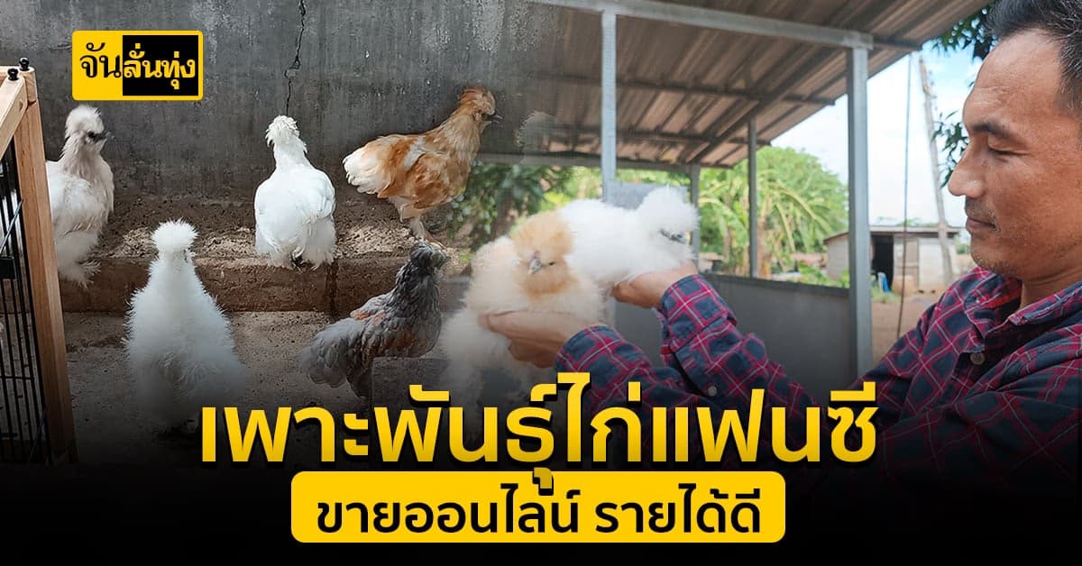 สัตว์เศรษฐกิจตัวใหม่! เพาะพันธุ์ไก่แฟนซี ขายออนไลน์ รายได้ผลดี