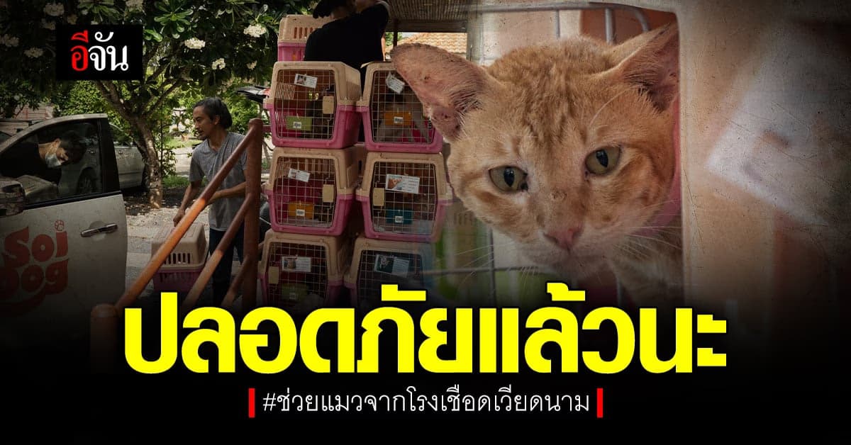 มูลนิธิเพื่อสุนัขในซอย ช่วยชีวิตแมว จาก โรงเชือดแมว