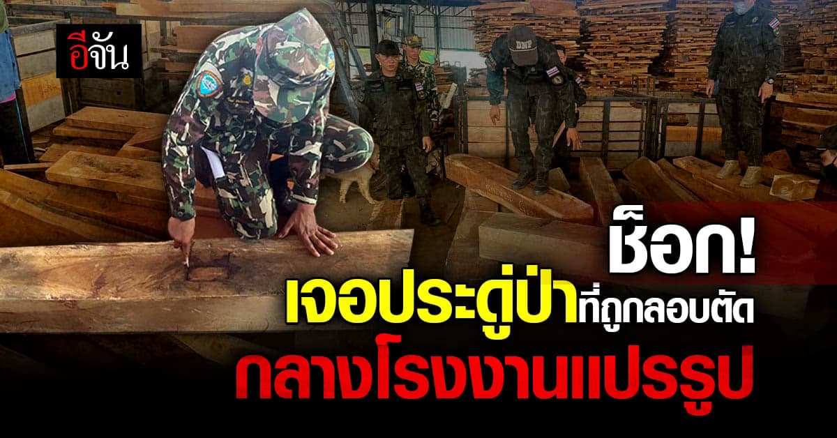 พญาเสือ ค้นโรงงานเเปรรูป เจอประดู่ป่าที่ถูกลักลอบตัด