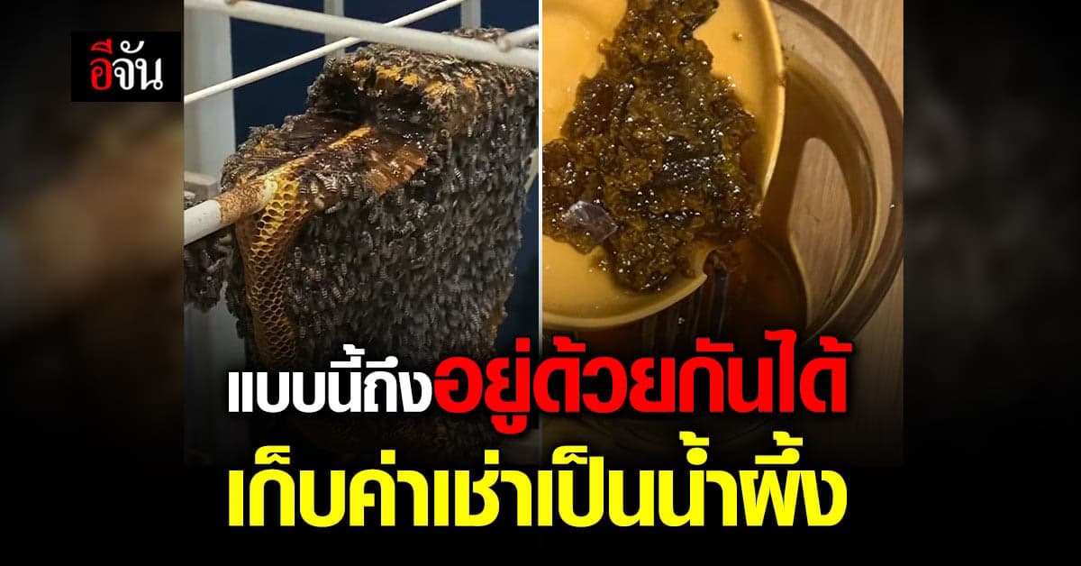 ผึ้งมาสร้างรังที่ห้อง ไล่ก็ไม่ไป เจ้าของห้องเอาน้ำผึ้งมากินซะเลย