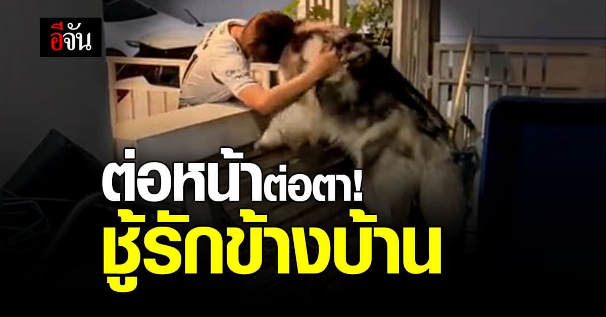 เจ้าของแอบถ่ายลูก เจ้าหมาฮัสกี้ ยืนเล่นกับเพื่อนบ้าน ยอมให้เขาฟัด