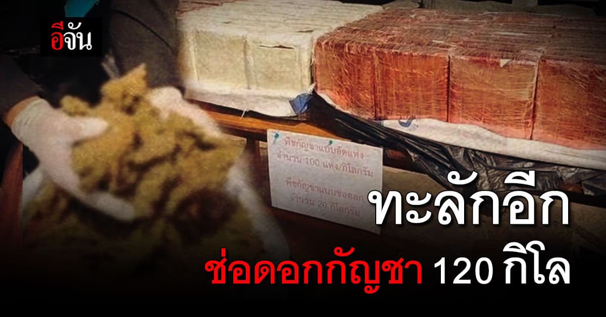 ทหารพราน ยึด ช่อดอก กัญชา สวมสิทธิ์ 120 กิโล ทะลักเข้าไทย ทาง นครพนม