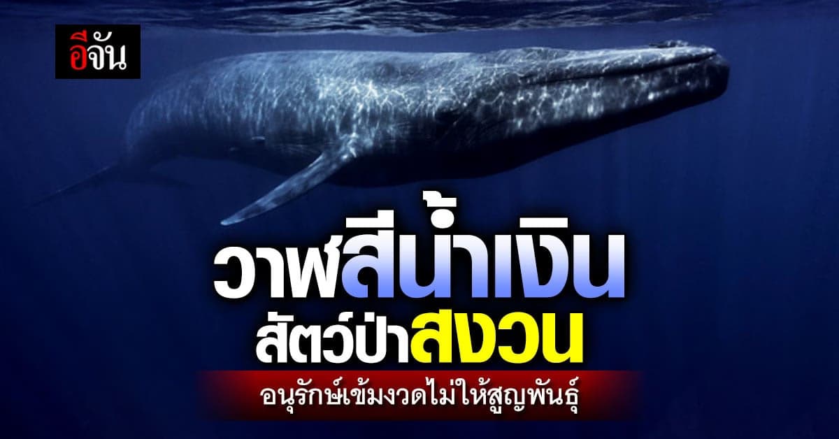 ครม. อนุมัติ วาฬสีน้ำเงิน ให้เป็นสัตว์ป่าสงวน