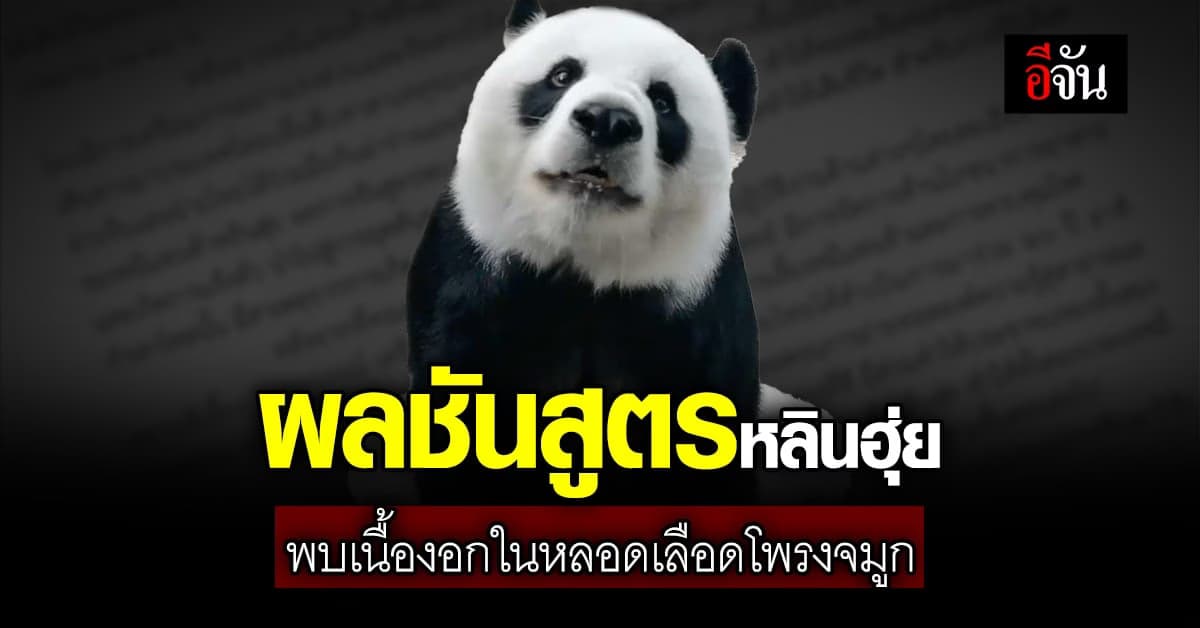 สวนสัตว์เชียงใหม่ ผลชันสูตร “หลินฮุ่ย” พบเนื้องอกในหลอดเลือดโพรงจมูก