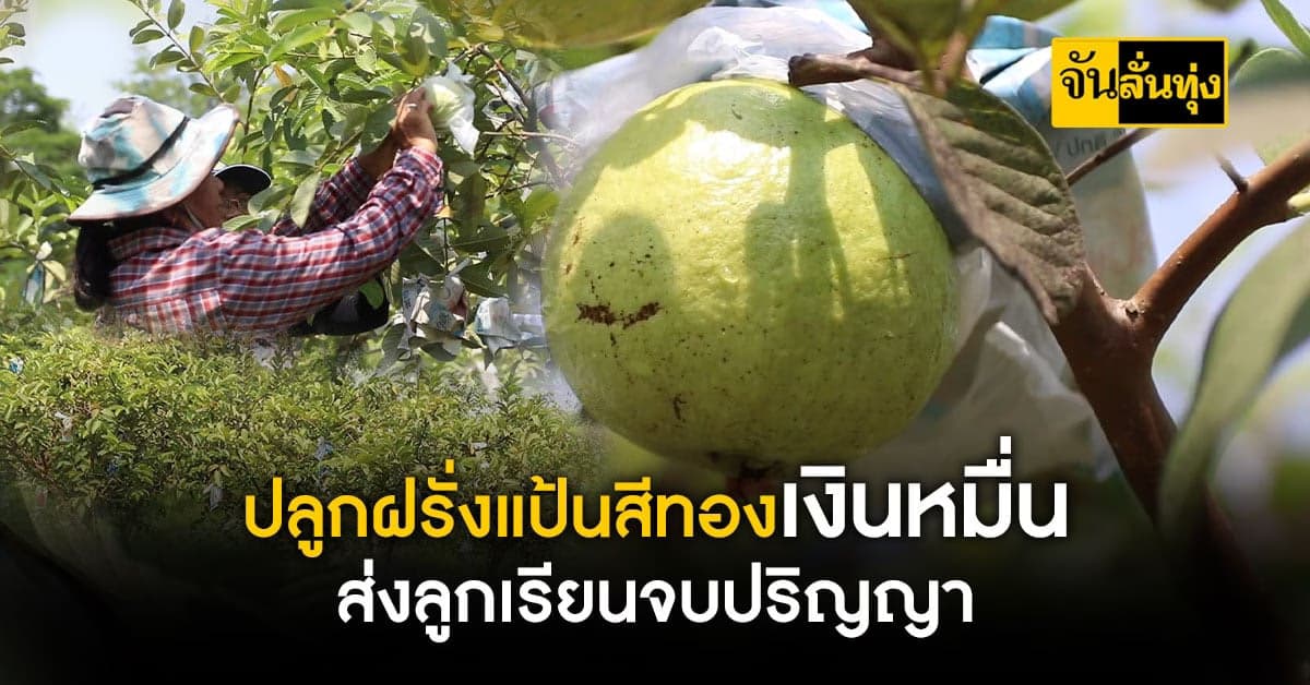 ปลูกฝรั่งแป้นสีทอง ส่งลูกเรียนจบป.ตรี และสร้างรายได้ต่อเดือนหลักหมื่น