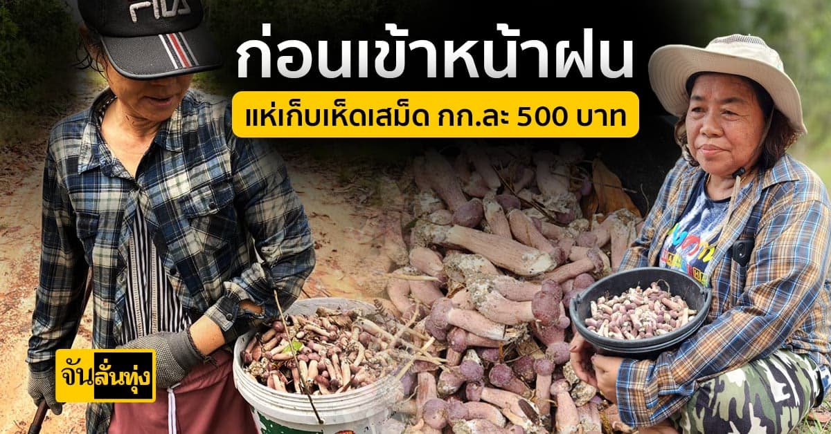 ชาวบ้านแห่ เก็บเห็ดเสม็ด ส่งท้ายก่อนเข้าฤดูฝน สร้างรายได้