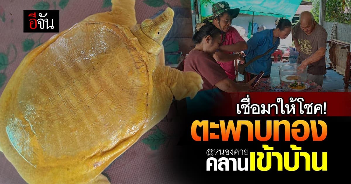 ชาวบ้าน ฮือฮา ตะพาบน้ำสีทอง คลานเข้าบ้าน เจ้าของบ้าน เชื่อ มาให้โชค