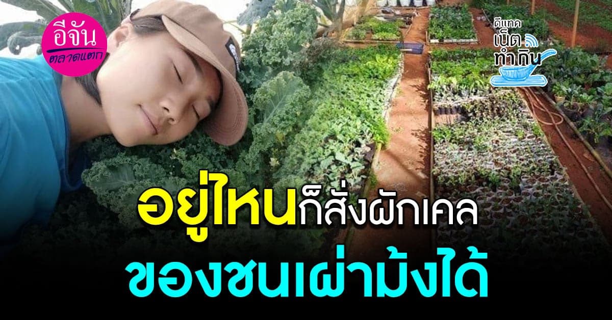 ง่ายมาก! อยากกินผักเคล แค่สั่งออนไลน์