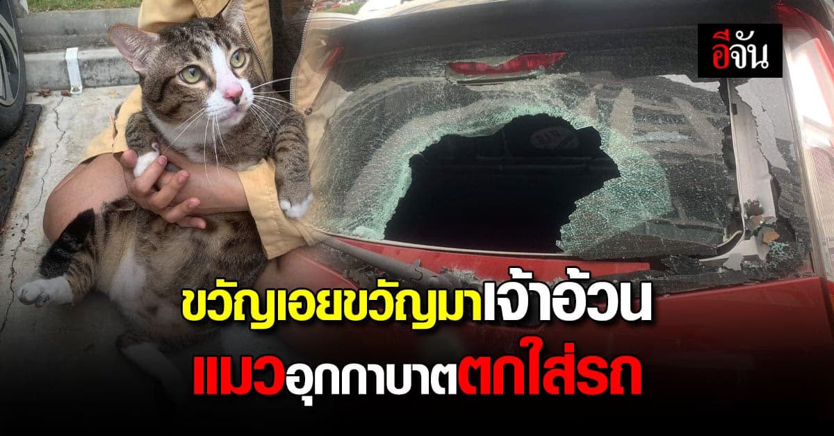 โล่งใจ ผลตรวจร่างกาย น้องแมวอุกกาบาต ตกใส่รถ ปลอดภัยดี