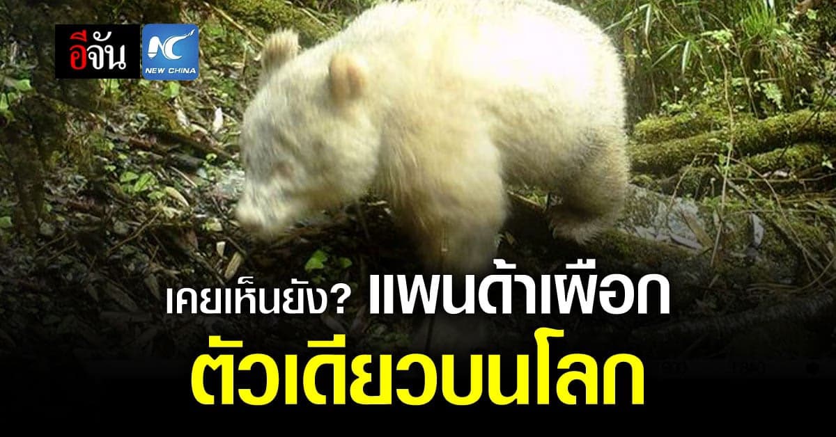 จีนเปิดภาพ “แพนด้าเผือก” หายาก คาดมีเพียงตัวเดียวบนโลก