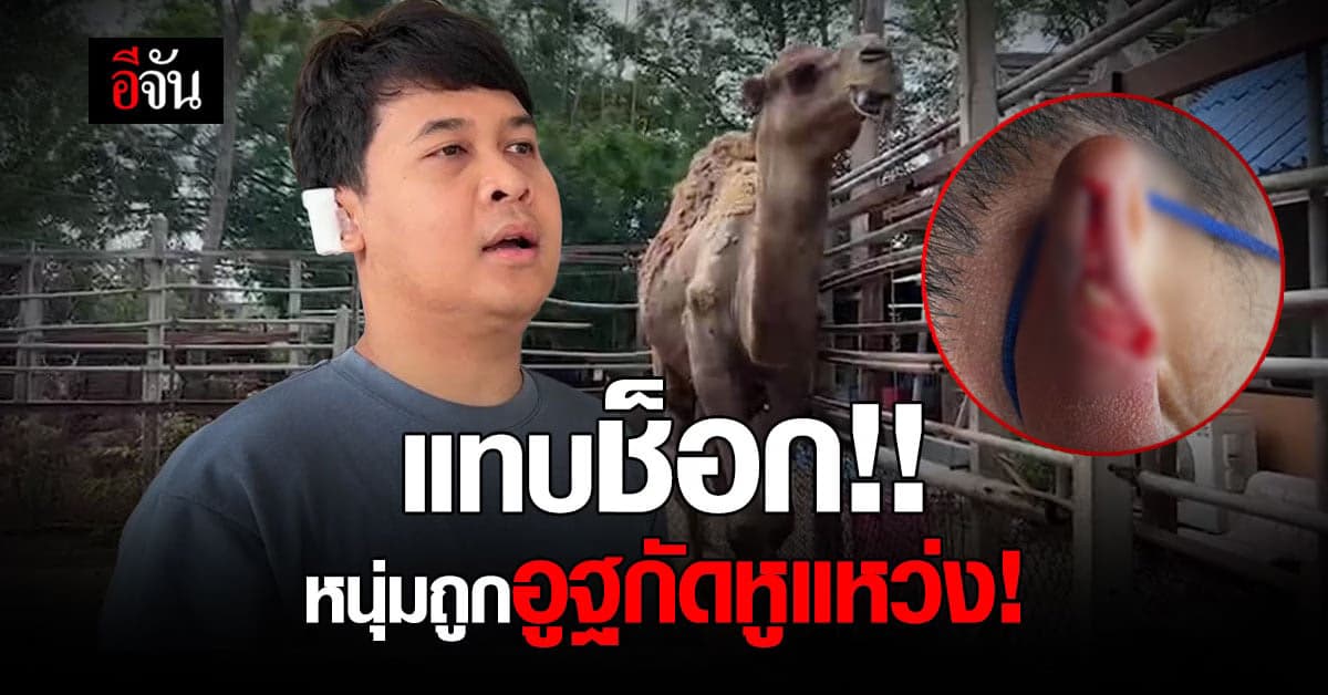 วัดดังแจง หลังเกิดเหตุการณ์ หนุ่มถูกอูฐกัดหูจนแหว่ง!