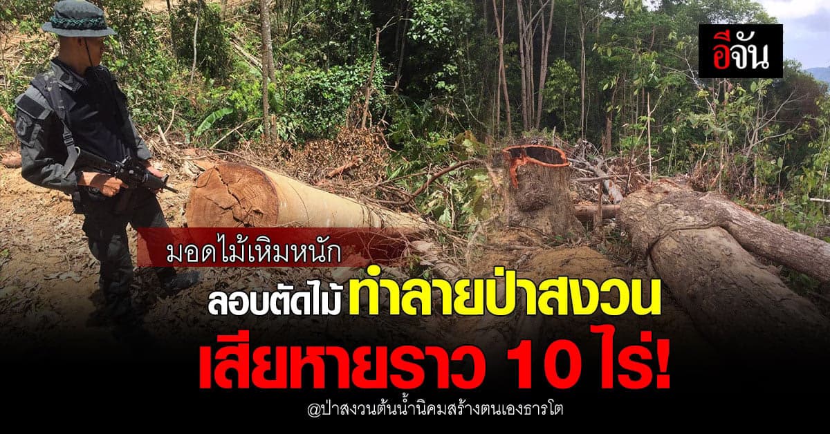 มอดไม้เหิมหนัก ลอบตัดไม้ทำลายป่าสงวน เสียหายราว 10 ไร่