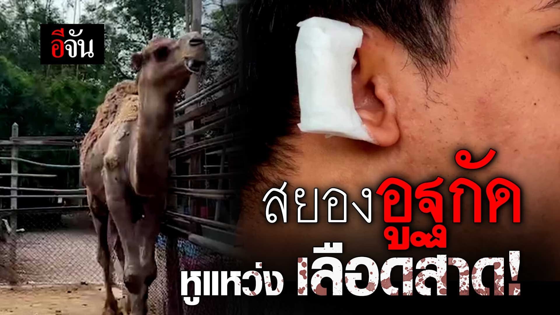 🎬 สยองอูฐกัด หูแหว่ง เลือดสาด!