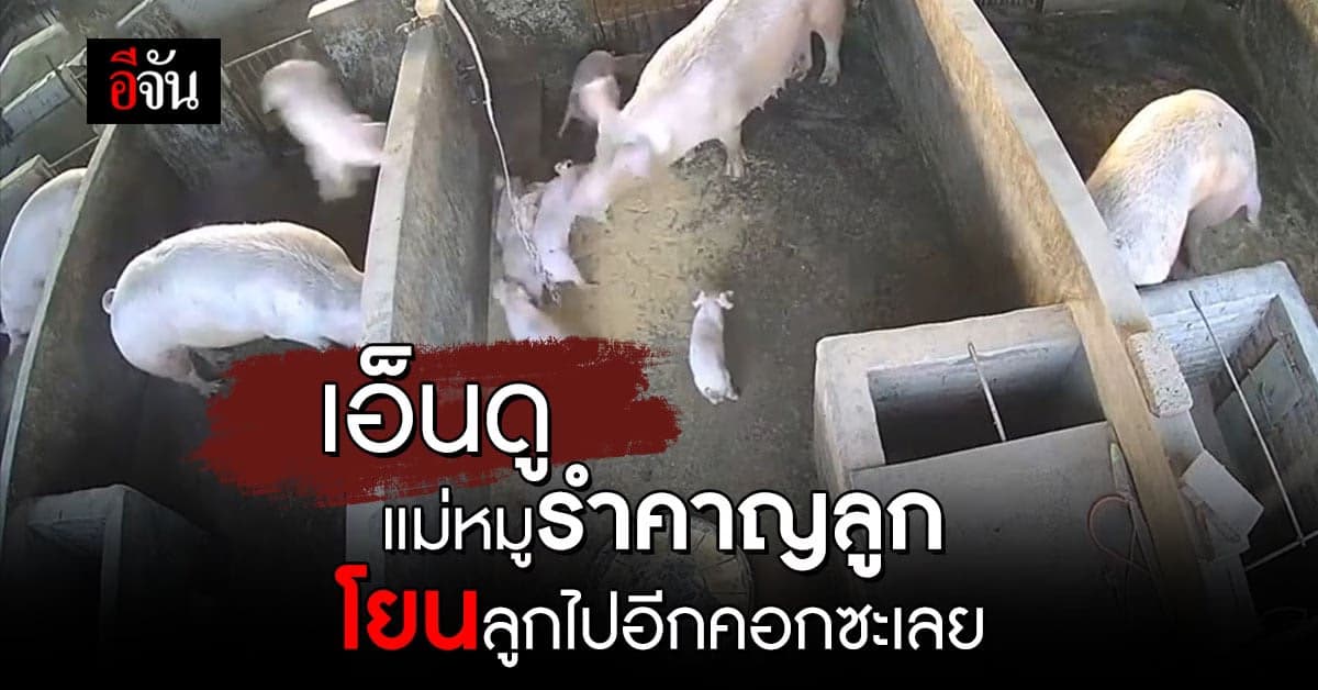 เอ็นดู แม่หมูรำคาญลูกหมูเล่นซน ใช้จมูกงัดลูกโยนไปอีกคอก