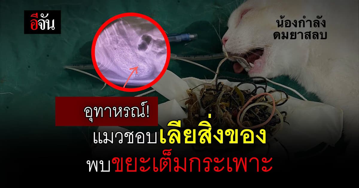 อุทาหรณ์ทาสแมว! ชอบแทะ เลีย กิน สิ่งแปลกปลอม สุดท้ายเจอขยะเต็มกระเพาะ