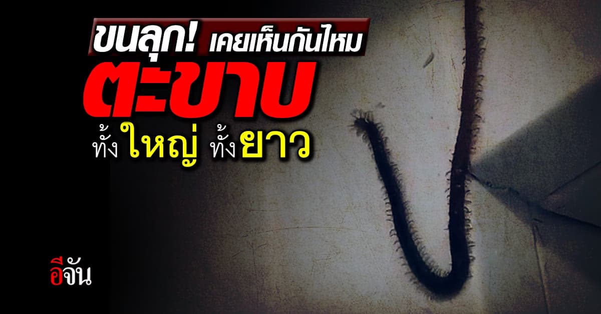 ขนลุก! เคยเห็นกันไหม ตะขาบตัวใหญ่ ยาวเกือบ 1 เมตร