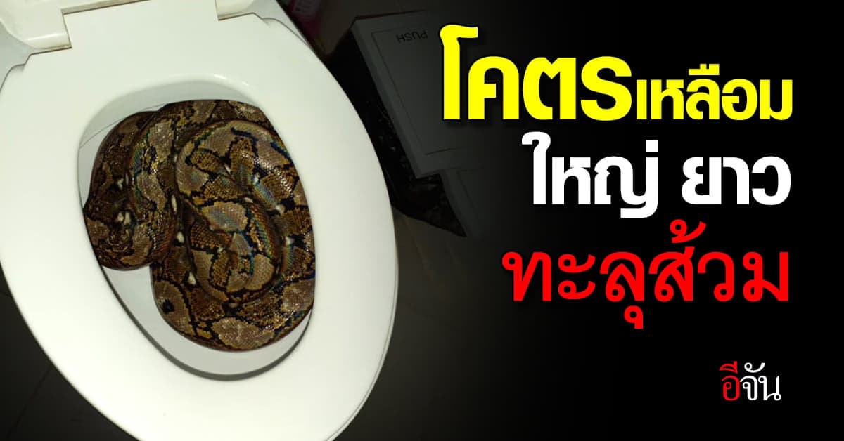 โคตรเหลือม ใหญ่ ยาว 3 เมตร !