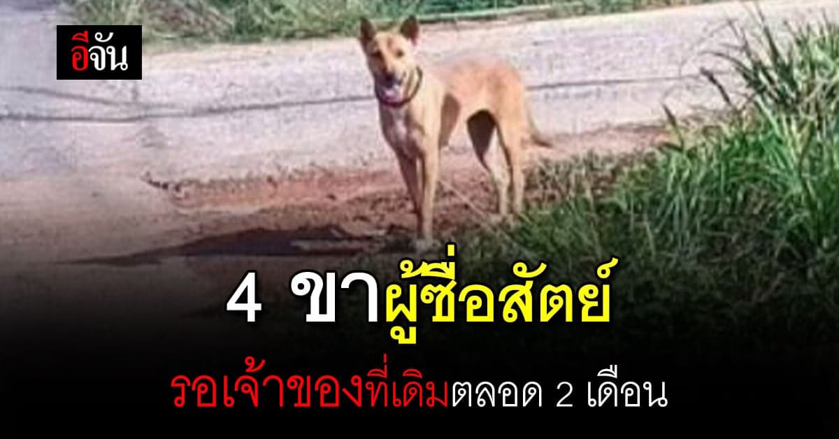 เจ้าตูบ รอเจ้าของตลอด 2 เดือน วิ่งตามรถคิดว่าเป็นรถเจ้าของ