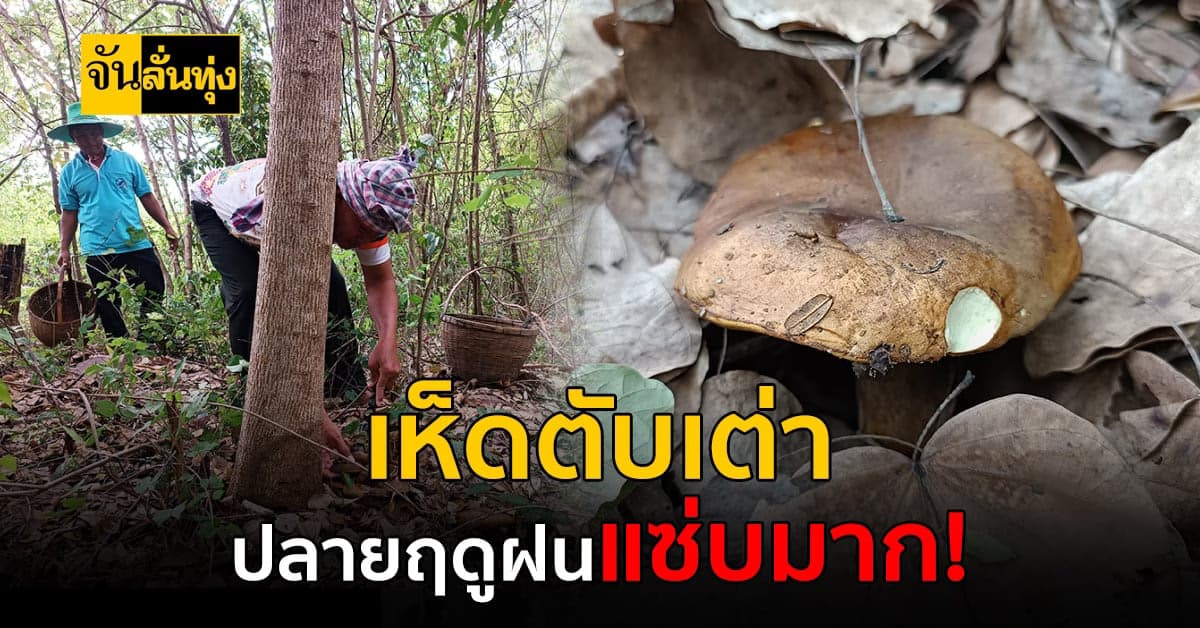 โคราช ชาวบ้านออกหาเห็ดตับเต่า  สร้างรายได้ดี