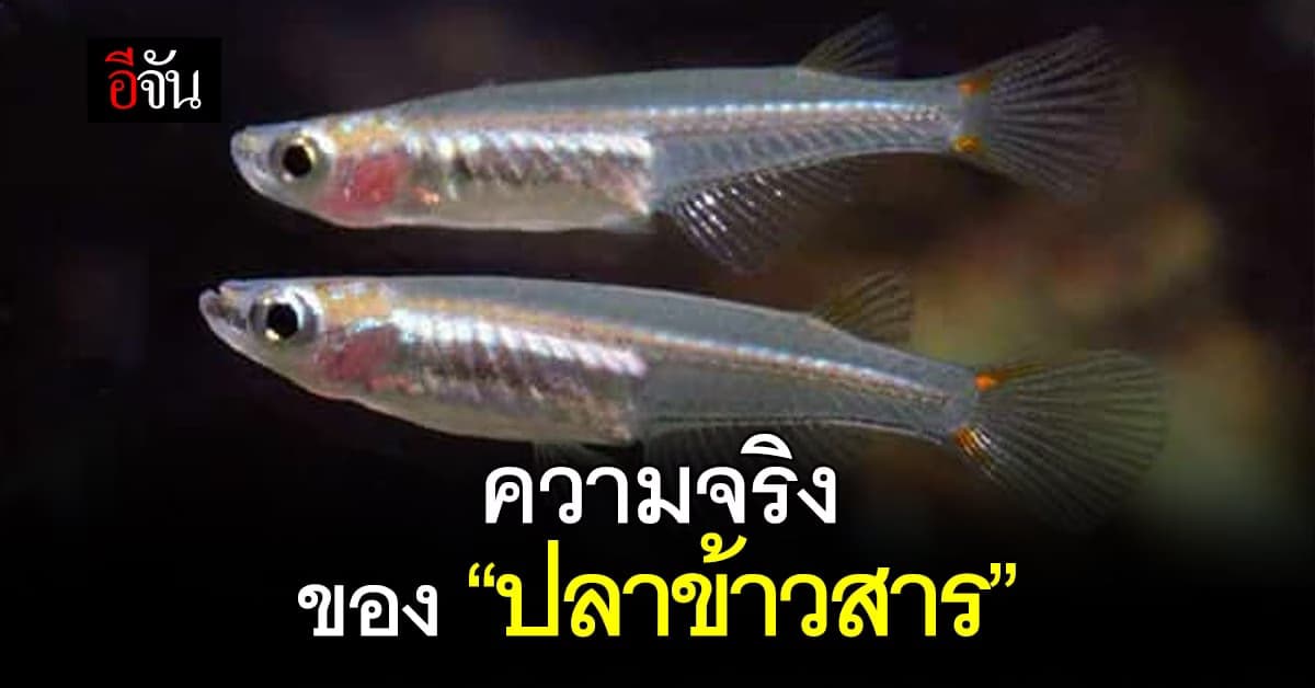 รู้หรือไม่? ปลาข้าวสาร ไม่มีอยู่จริง