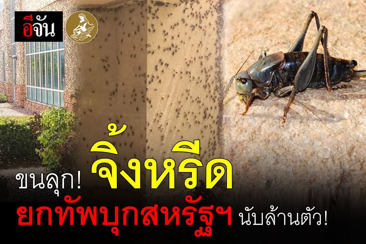 จิ้งหรีดมอร์มอน บุก สหรัฐอเมริกา ชาวรัฐเนวาดา – ไอดาโฮ ขนลุกซู่