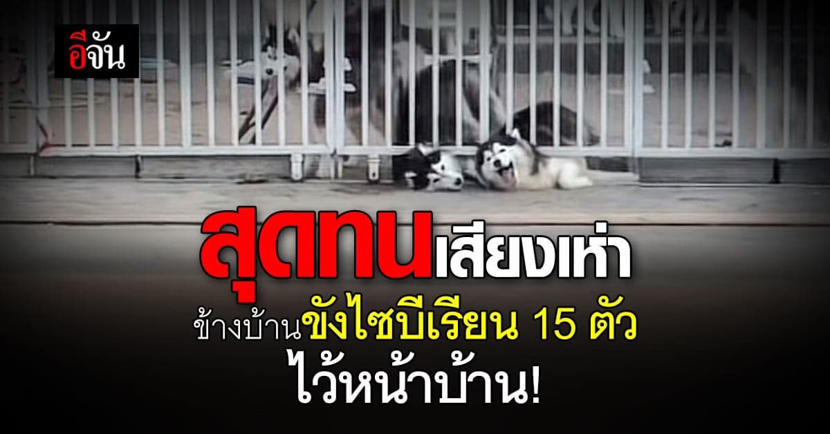 เดือดร้อนไปหมด ข้างบ้าน เลี้ยง ไซบีเรียน 15 ตัว ทั้งเหม็น ทั้งเสียงดัง
