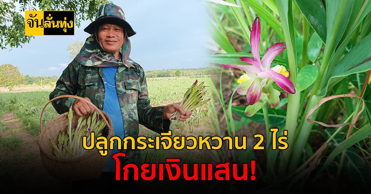 เกษตรกรโคราช ปลูกกระเจียวหวาน 2 ไร่ จับเงินแสน