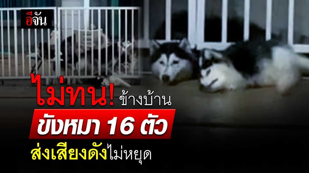 🎬 ไม่ทน ! ข้างบ้าน ขังหมา ไซบีเรียน 16 ตัว ส่งเสียงดังไม่หยุด