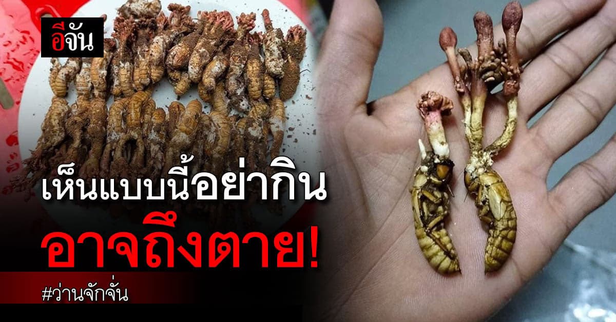 อ.เจษฎ์ เตือนภัย ว่านจักจั่น ห้ามกินเด็ดขาด อาจถึงตาย