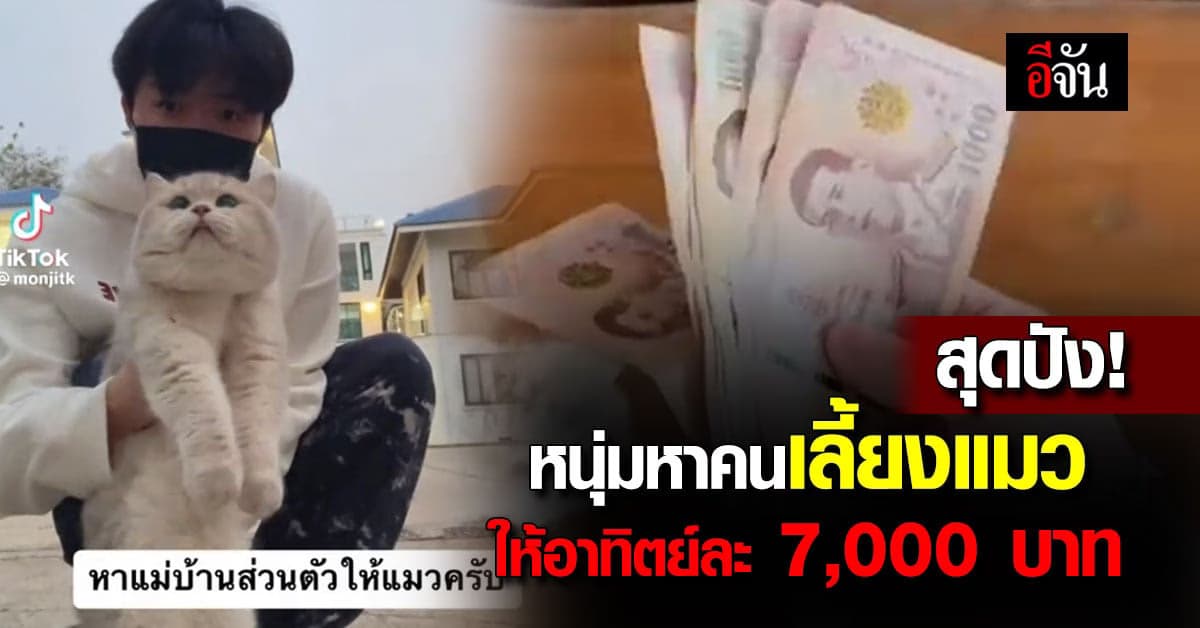ถามจริง หนุ่มหาแม่บ้านดูแลแมว เงินเดือนสุดปัง 7,000 บาท ต่ออาทิตย์