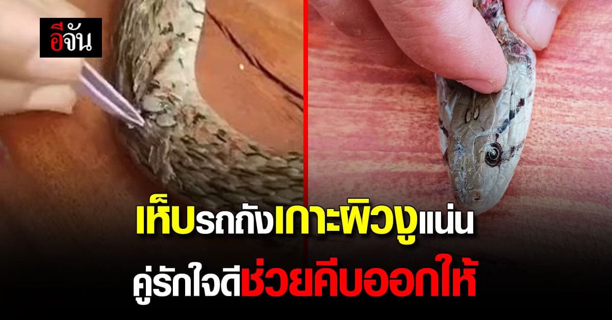 ผัวเมียใจดี เห็นเห็บรถถังเกาะตัวงูแน่นหนึบ ช่วยคีบออกให้