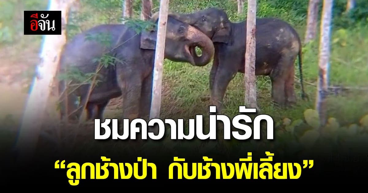 ส่อง ความน่ารัก ลูกช้างป่า เล่นกับ ช้างพี่เลี้ยง ที่ น้ำตกคลองแก้ว