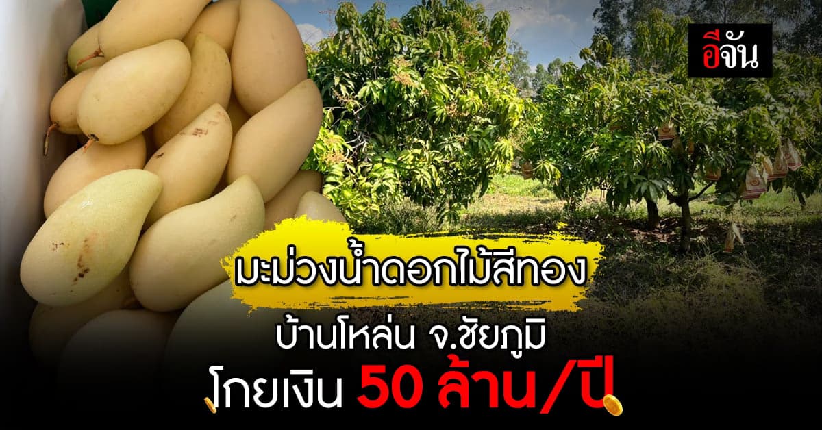 ขึ้นทะเบียน ‘มะม่วงน้ำดอกไม้สีทอง’ บ้านโหล่น จ.ชัยภูมิ เป็นสินค้าจีไอ