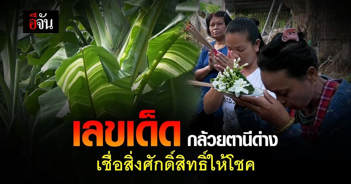 แห่ขอเลข กล้วยตานีด่าง ออกลูกทางทิศตะวันออก