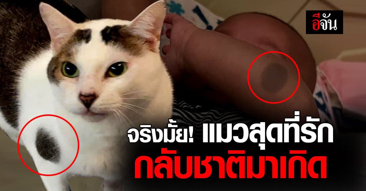 น่าทึ่ง! เพจดังโพสต์เรื่องราวสาวชาวไต้หวัน ถึงการกลับชาติมาเกิดของแมว