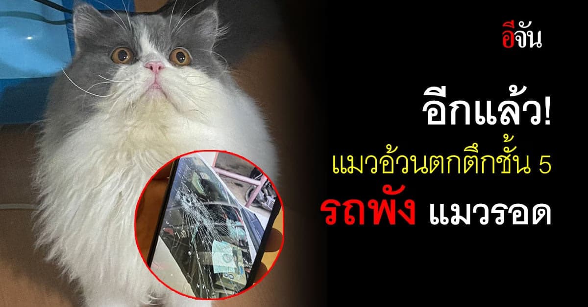 เอาอีกแล้ว! แมวอ้วนตกคอนโดชั้น 5 โดนกระจกรถแตกยับ น้องแมวปลอดภัยดี