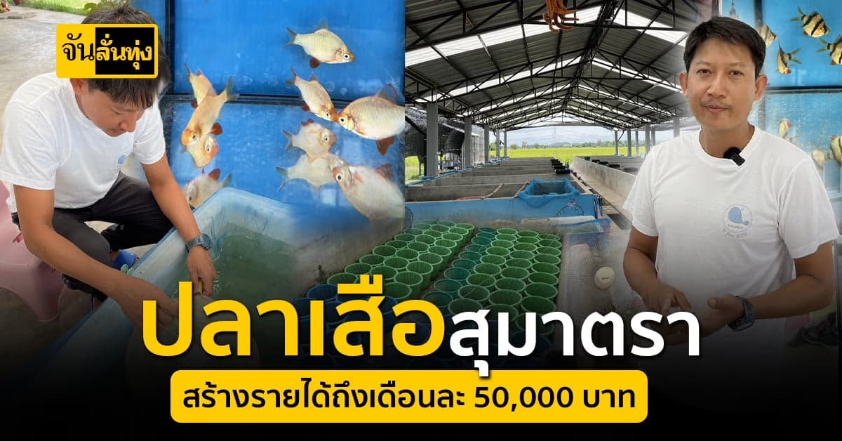 ปลาเสือสุมาตรา ทำเงิน! เลี้ยงส่งขายสร้างรายได้ต่อเดือนครึ่งแสน
