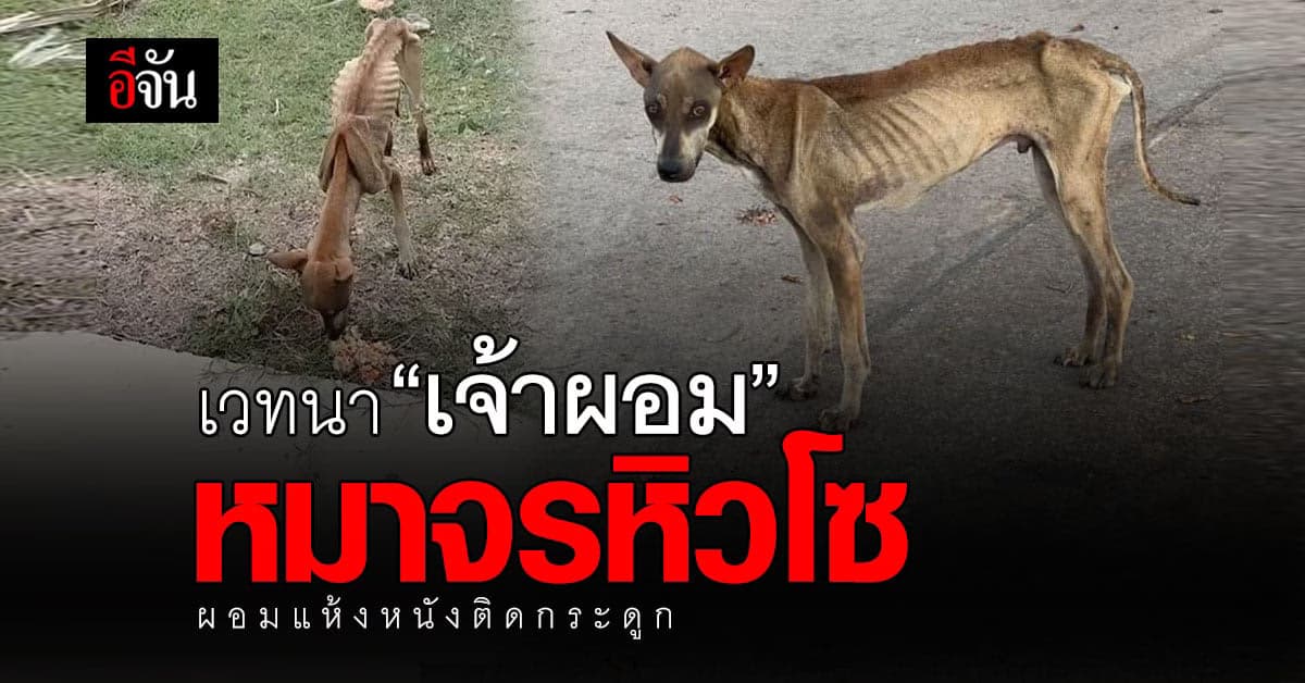 สะเทือนใจคนรักสัตว์ “เจ้าผอม” หมาหิวโซ ผอมแห้งหนังติดกระดูก