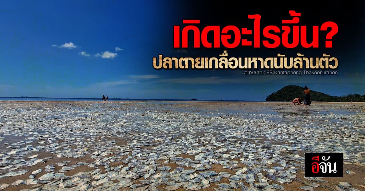 เกิดอะไรขึ้น ทำไมปลาตายเกลื่อนหาดทุ่งวัวแล่นเป็นล้านๆ ตัว