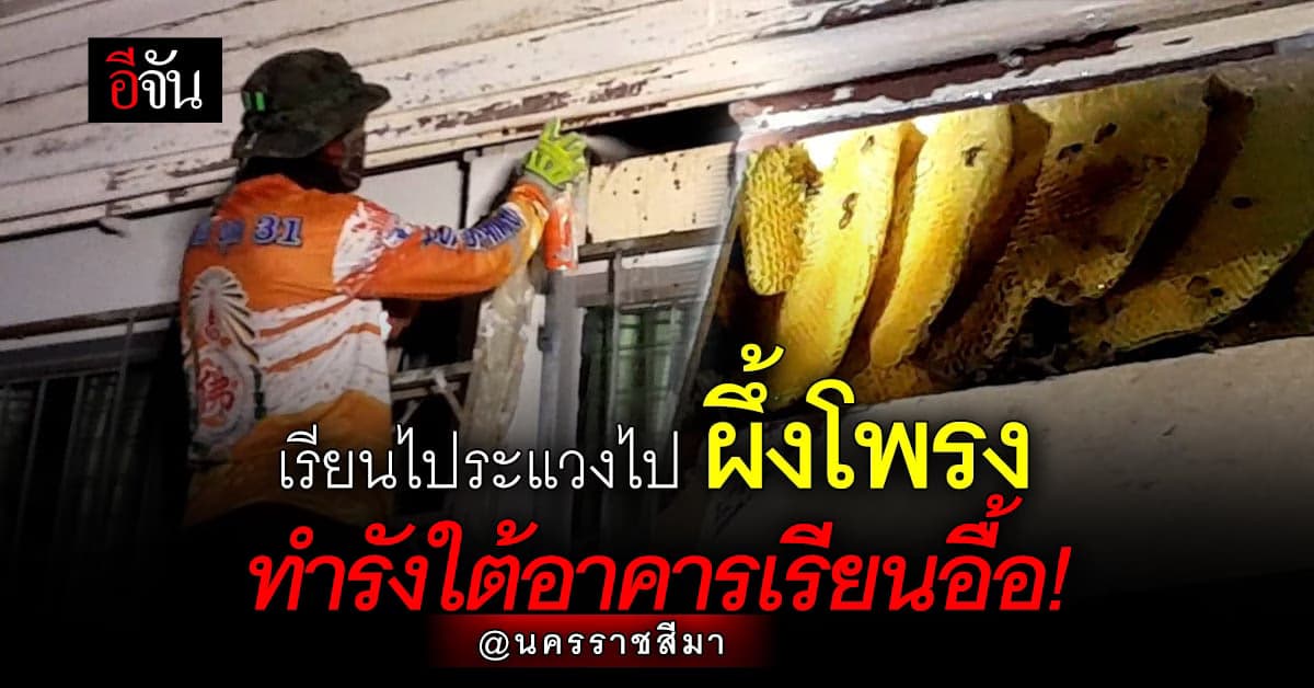 ผึ้งโพรงทำรังใต้อาคารเรียน โรงเรียนนิคมสร้างตนเองพิมาย3 อื้อ