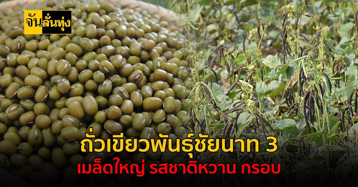 ถั่วเขียวพันธุ์ชัยนาท 3 ขนาดเมล็ดใหญ่รสชาติหวาน กรอบ ให้ผลผลิตสูง