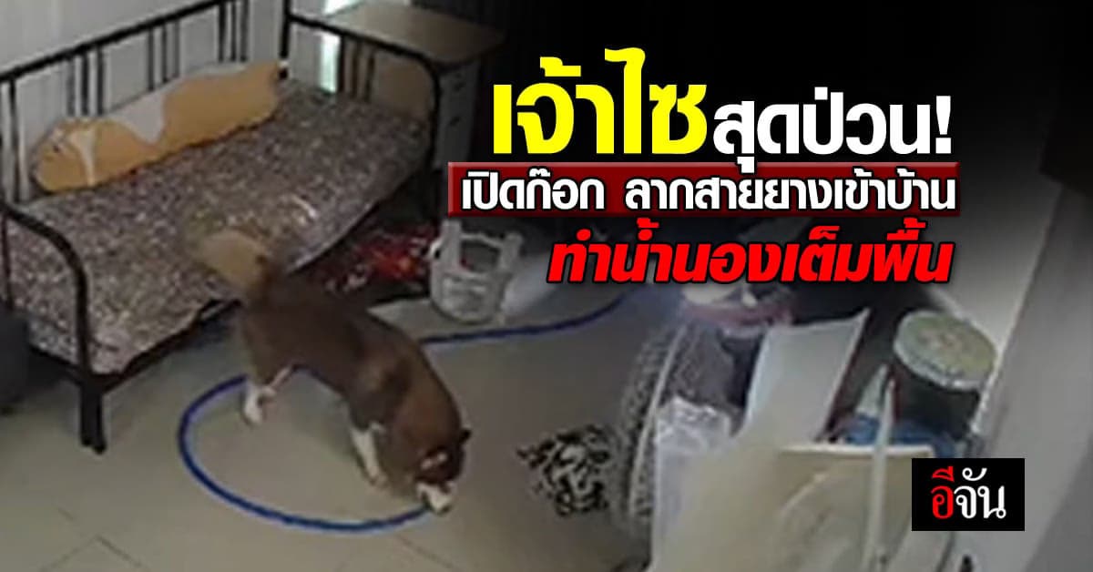 เจ้าไซบีเรียสุดป่วน เปิดก๊อกน้ำ ลากสายยางเข้าบ้าน ทำน้ำนองเต็มพื้น